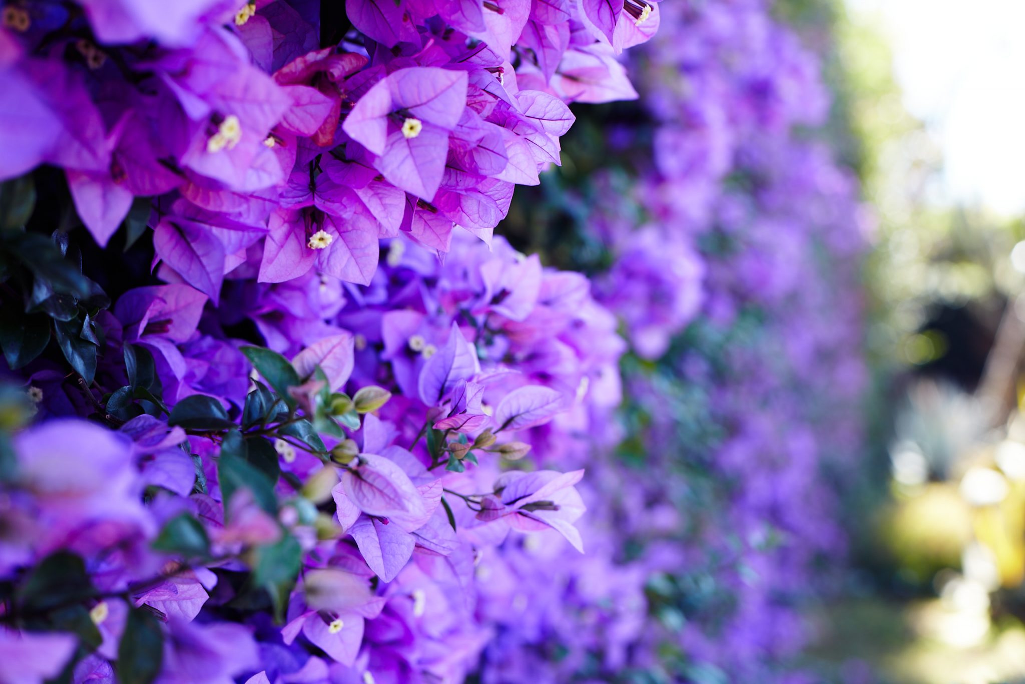 Blumen auf Madeira